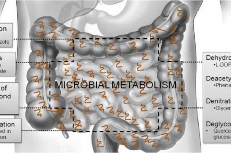 Key microbial metabolism reactions of drugs and major drugs which are undergo microbial metabolism in the GI tract