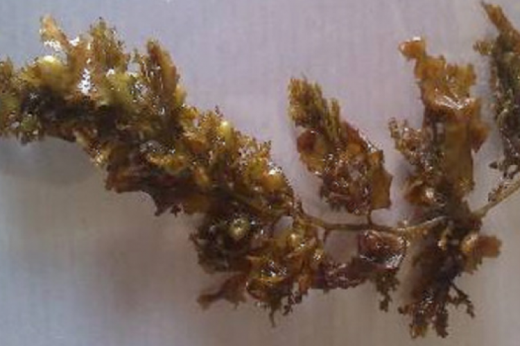 Sargassum wightii Greville ex J.Agardh.